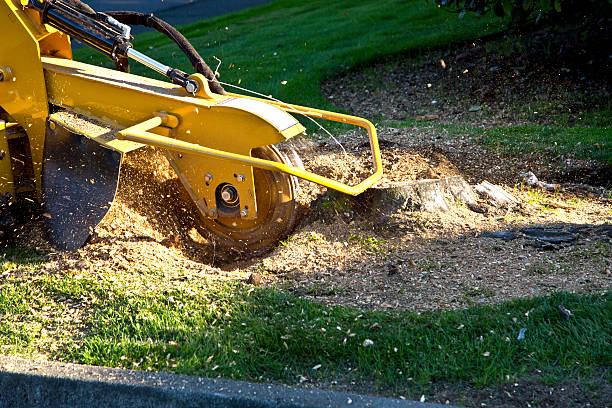 Best Leaf Removal  in Herculaneum, MO