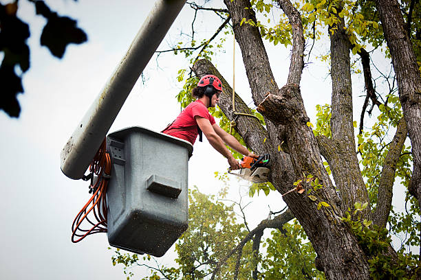 Best Tree and Shrub Care  in Herculaneum, MO