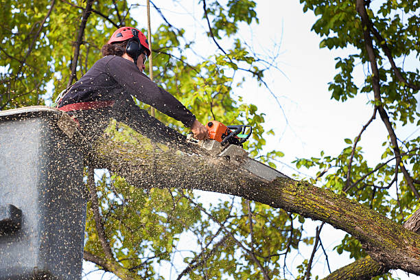 Best Lot and Land Clearing  in Herculaneum, MO